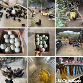 油茶园从小鸡仔开始养起的纯土鸡、土鸡蛋可以预定啦！还有前几天刚榨的纯山茶油哦 - 呼和浩特28生活网 hu.28life.com