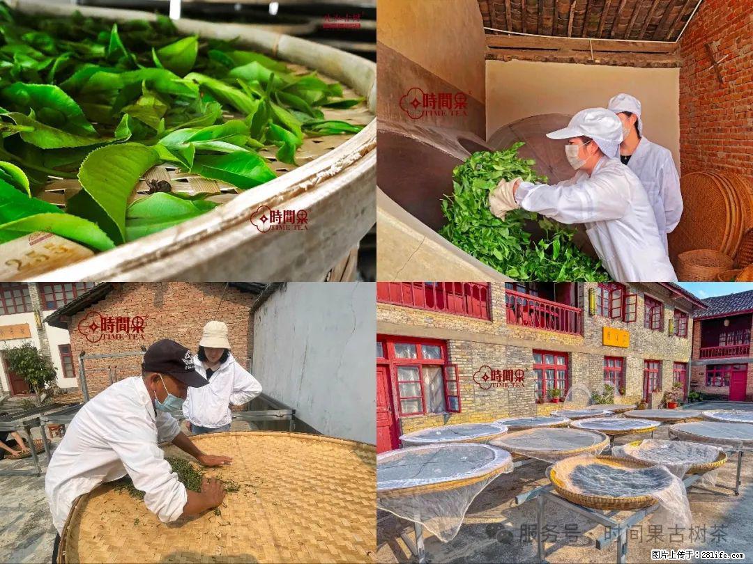 时间果百年古树龙珠普洱生茶 - 购物交流 - 呼和浩特生活社区 - 呼和浩特28生活网 hu.28life.com