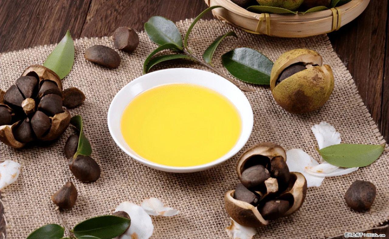 揭秘茶油的5大核心营养成分!被称为人体健康的“守护盾”! - 呼和浩特生活资讯 - 呼和浩特28生活网 hu.28life.com