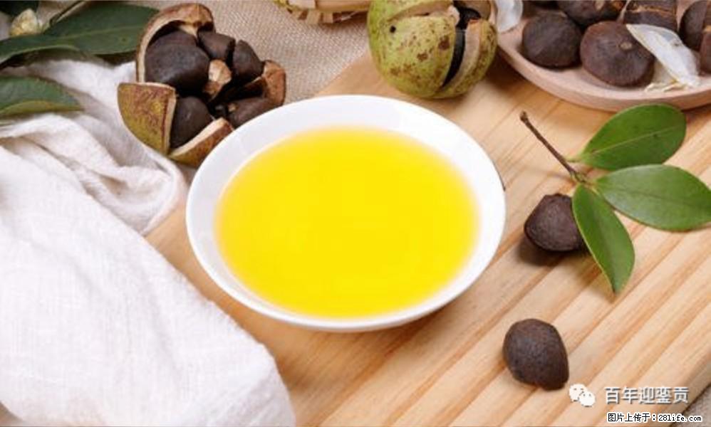 揭秘茶油的5大核心营养成分!被称为人体健康的“守护盾”! - 呼和浩特生活资讯 - 呼和浩特28生活网 hu.28life.com