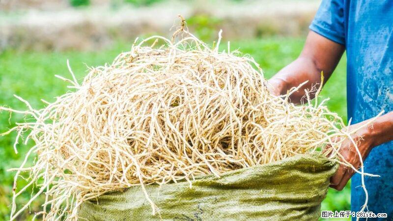 堪称“最难吃”的蔬菜，却是 “抗辐射神器”，还能护肺、清热、止咳化痰！ - 呼和浩特生活资讯 - 呼和浩特28生活网 hu.28life.com