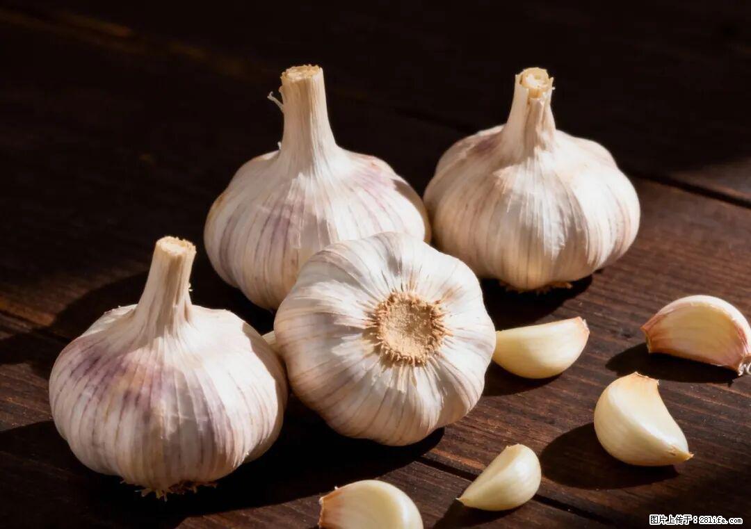 关于大蒜，除了“天然抗生素”，这4个谣言更该警惕! - 呼和浩特生活资讯 - 呼和浩特28生活网 hu.28life.com