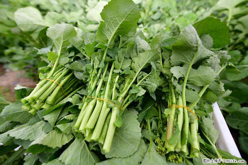 这些蔬菜是“天然钙片”，这6种被医生重点推荐 - 呼和浩特生活资讯 - 呼和浩特28生活网 hu.28life.com